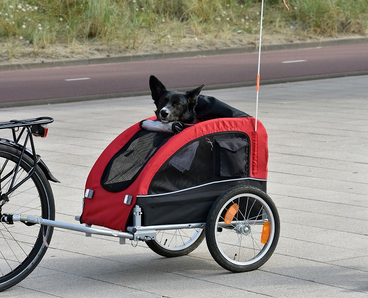 6300a2135e463-Honden fietskar.jpg